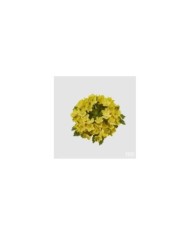 Corona gypsophila alpina diam. 12 cm col. giallo