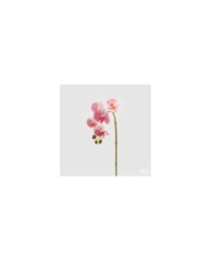 Ramo orchidea phal. con 5 fiori h. 70 cm col. bianco/rosa