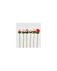 Anemone h. 50 cm col. assortiti