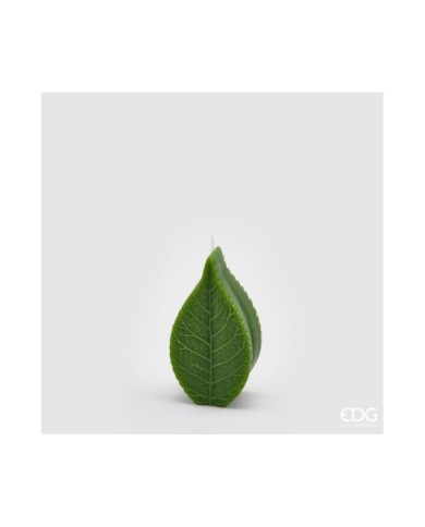 Candela Foglia. h. 13 col. verde. durata 3 ore