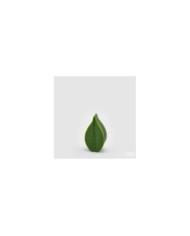 Candela Foglia. h. 13 col. verde. durata 3 ore