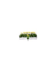 Piantina di narciso con vaso bianco. col. assortiti (il prezzo fa riferimento al singolo pezzo)