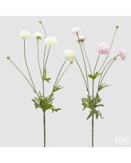 Dalia, mini ramo, con 4 fiori e con foglie, alt. 75 cm, col. bianco- rosa (il prezzo fa riferimento al singolo ramo)