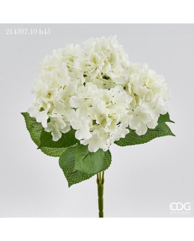 Ortensia bliss , con 5 cespugli, alt. 45 cm, col. bianco