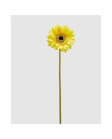 Gerbera tessuto rex ramo 1 fiore h60 cm col. giallobrand edg