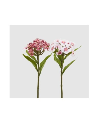 Fiore dianthus bell col. bianco fuxia -brand. edg