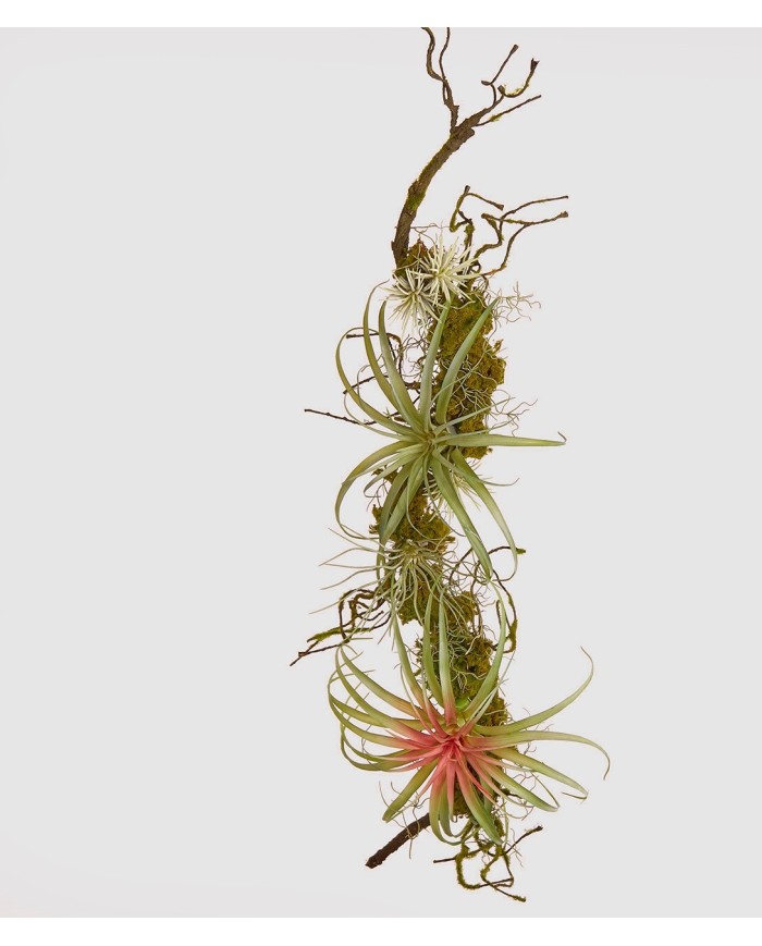 Tillandsia tralcio c/muschio